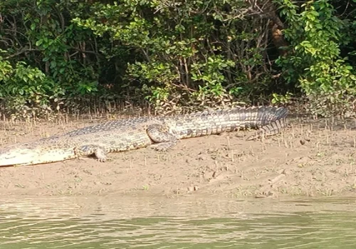 Salt Water Crocodile